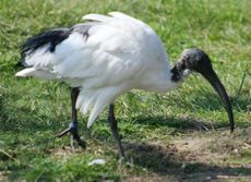 Ibis-14.jpg